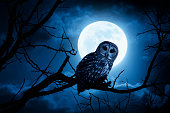 Night Owl With Bright Full Moon and Clouds