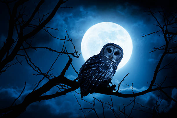 coruja de noite com lua cheia brilhante e nuvens - nobody animal bird owl - fotografias e filmes do acervo