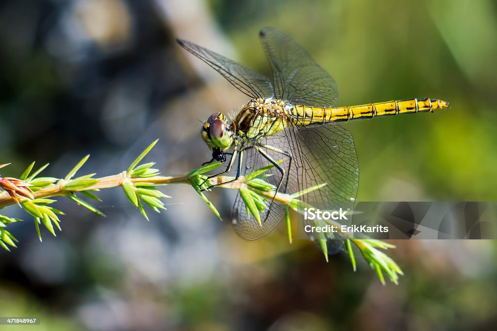 El amarillo-alas darter (Sympetrum flaveolum) - Foto de stock de Aire libre libre de derechos