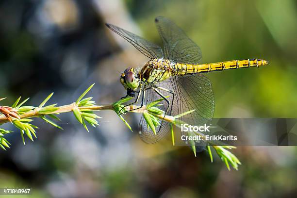 El Amarilloalas Darter Foto de stock y más banco de imágenes de Aire libre - Aire libre, Ala de animal, Amarillo - Color