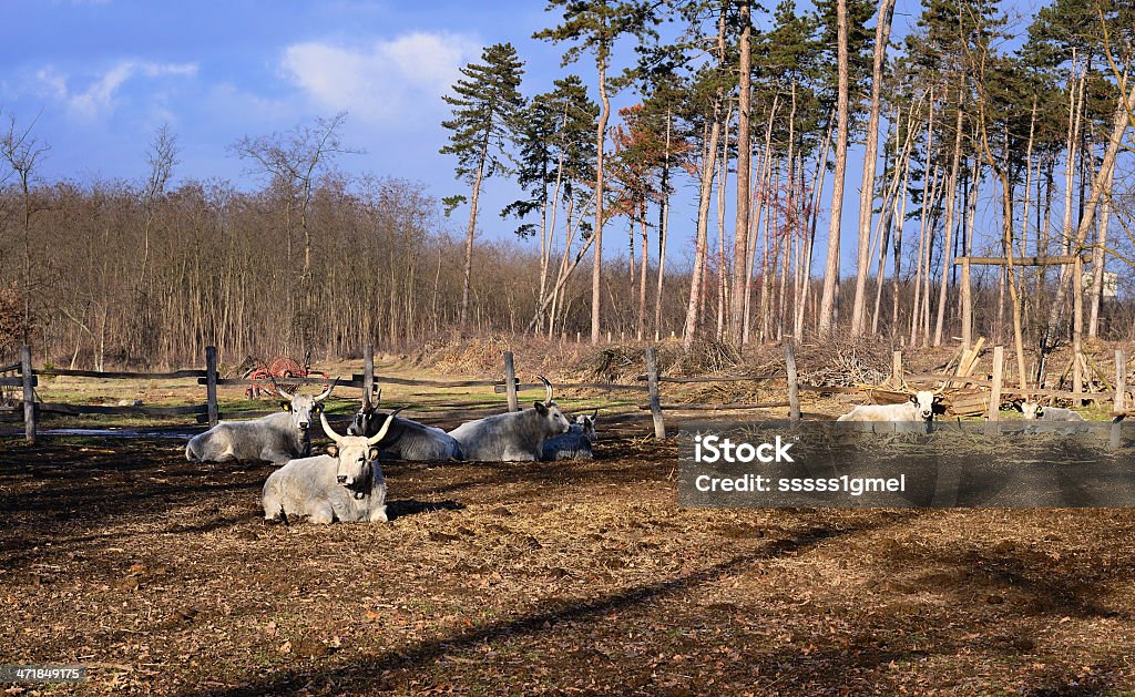 Grau-Rind - Lizenzfrei Agrarbetrieb Stock-Foto