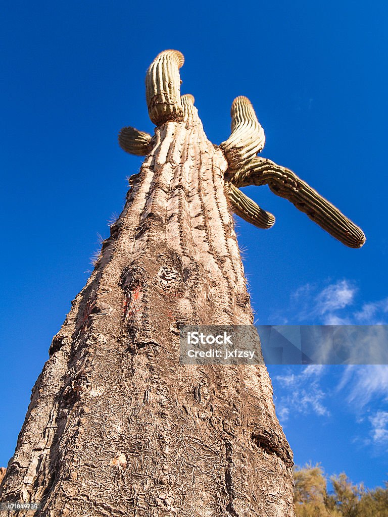 cactus cactus in arizona Arid Climate Stock Photo