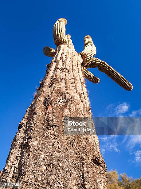 Cactus Stock Photo - Download Image Now - Arid Climate, Arizona, Blue