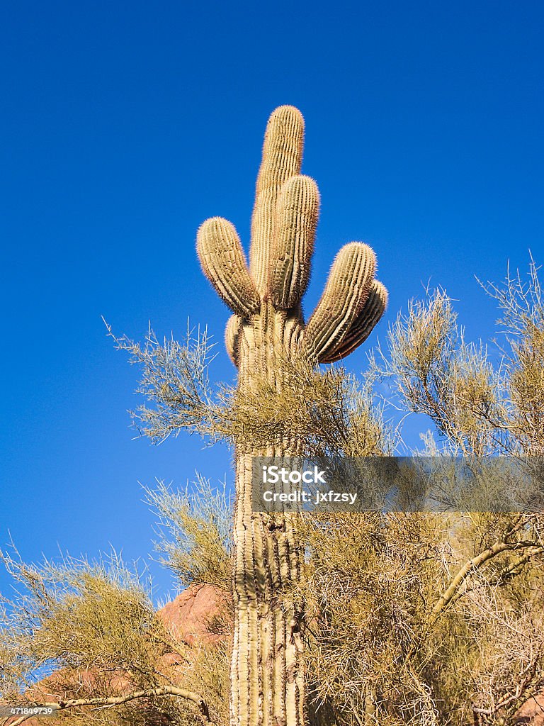 cactus - Foto de stock de Aire libre libre de derechos