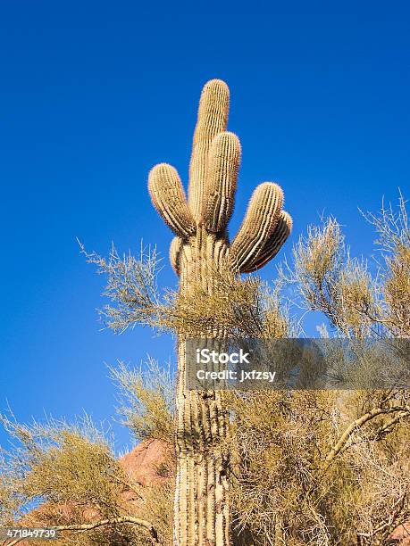 Cactus Foto de stock y más banco de imágenes de Aire libre - Aire libre, Arizona, Azul