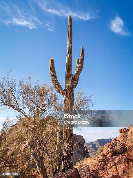 Photo libre de droit de Cactus À Dos De Chameau banque d'images et plus d'images libres de droit de Arbre - Arbre, Arizona, Bleu