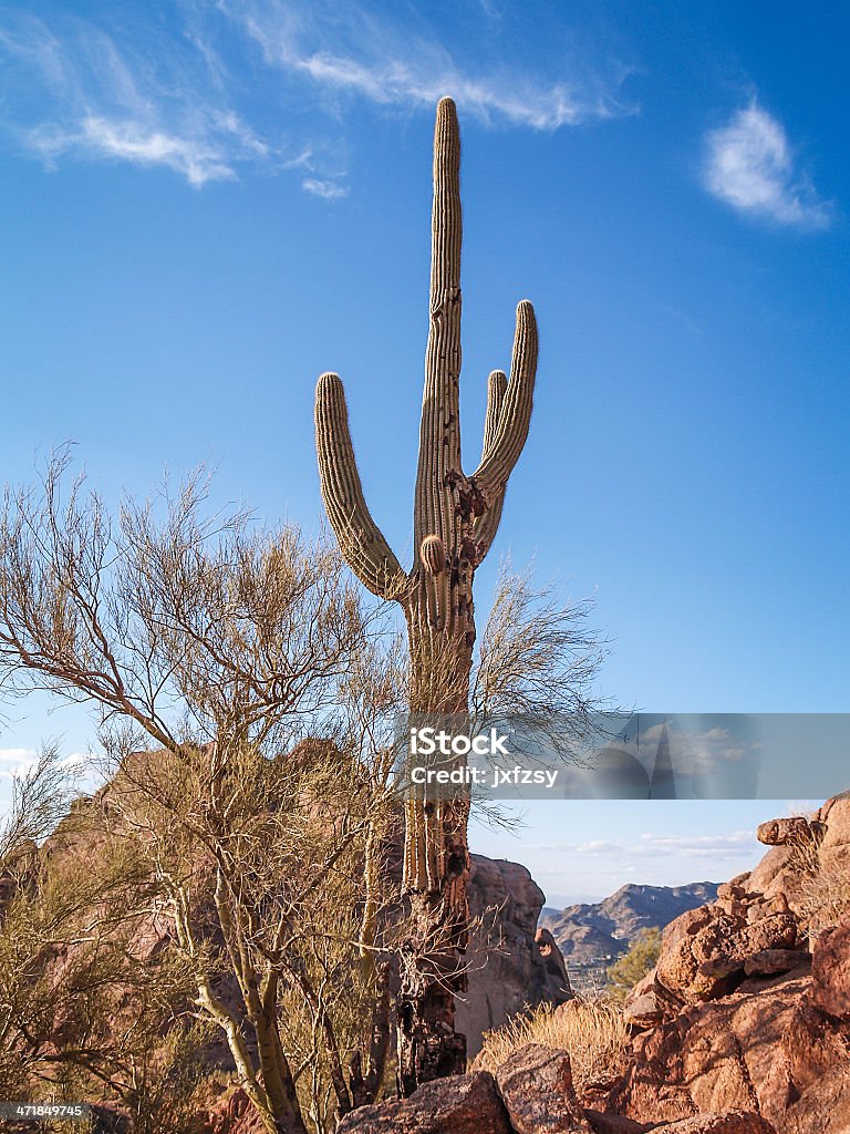 Кактус в Верблюд на горы - Стоковые фото Ocotillo Cactus роялти-фри