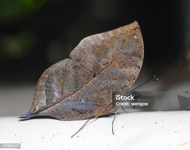 Photo libre de droit de Maître Du Déguisement Dans La Forêt Est Un Papillon Spécial banque d'images et plus d'images libres de droit de Amour