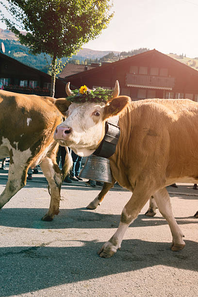 スイス牛 simmental 通り抜け、巨大な鐘 - switzerland cow bell agricultural fair agriculture ストックフォトと画像