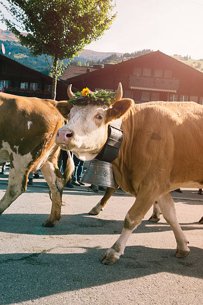 simmental suíço com um desfile gigantes sininho de vaca - switzerland cow bell agricultural fair agriculture - fotografias e filmes do acervo