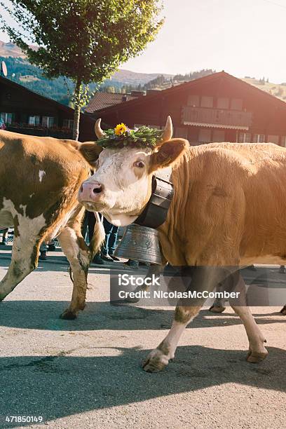 Franco Do Simmental Vaca Com Sino Parading Gigante - Fotografias de stock e mais imagens de Adereço para a Cabeça - Adereço para a Cabeça, Suíça, Vaca
