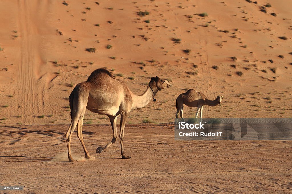 Camels - Photo de Salalah libre de droits