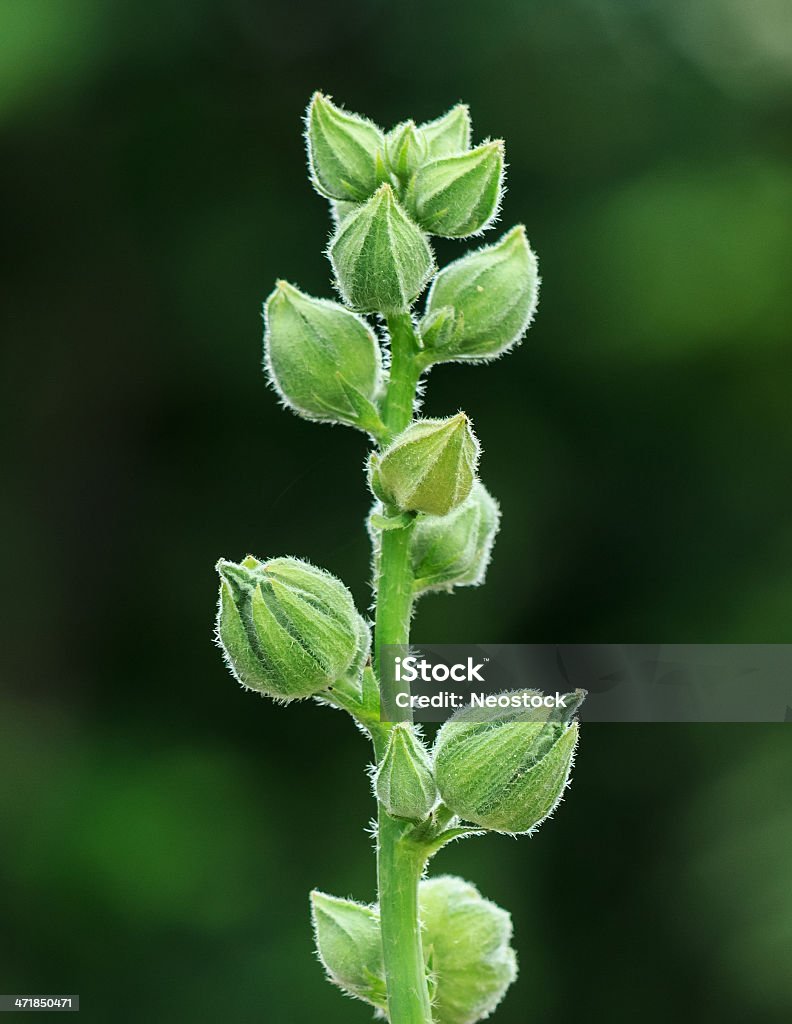 Verdi germogli di Malvone fiori in attesa della fiorente, primo piano - Foto stock royalty-free di Aiuola