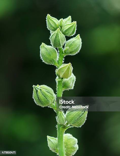 Foto de Verde Gustativas De Hollyhock Flores Esperando Florescendo Detalhe e mais fotos de stock de Beleza