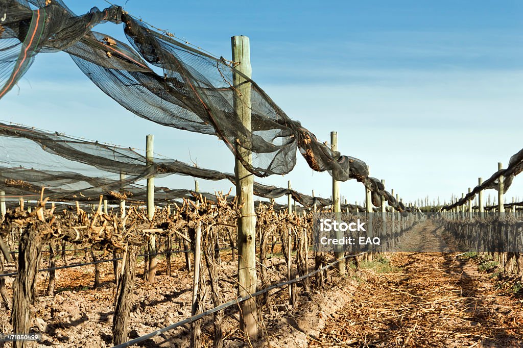 Vineyard recientemente pruned - Foto de stock de Agricultura libre de derechos