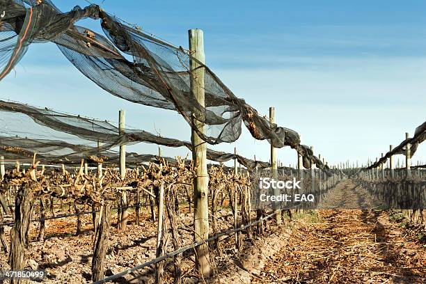 Vineyard Recientemente Pruned Foto de stock y más banco de imágenes de Agricultura - Agricultura, Aire libre, Ajardinado