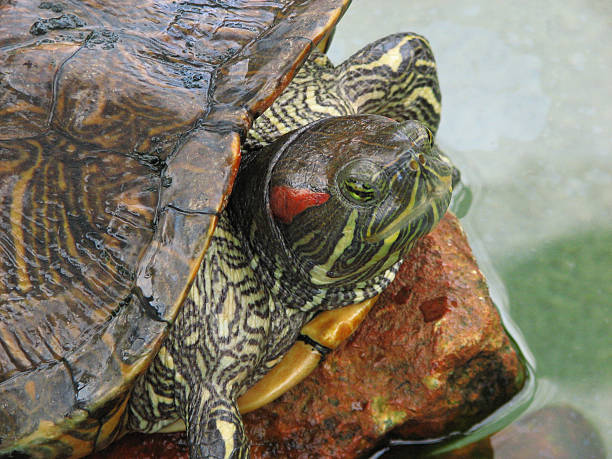 istock Close-up of a turtle 471850597