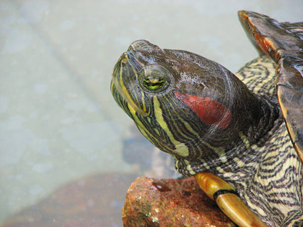 istock Close-up of a turtle 471850609