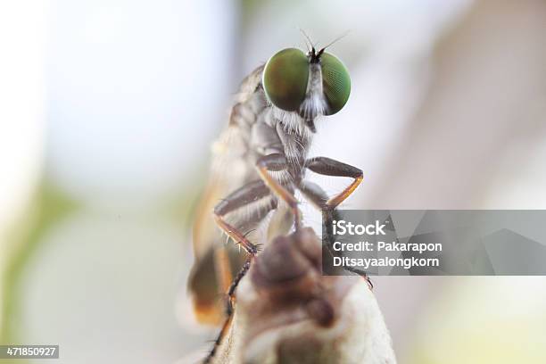 Mosca Cazadora Foto de stock y más banco de imágenes de Ala de animal - Ala de animal, Caballo - Familia del caballo, Fotografía - Imágenes