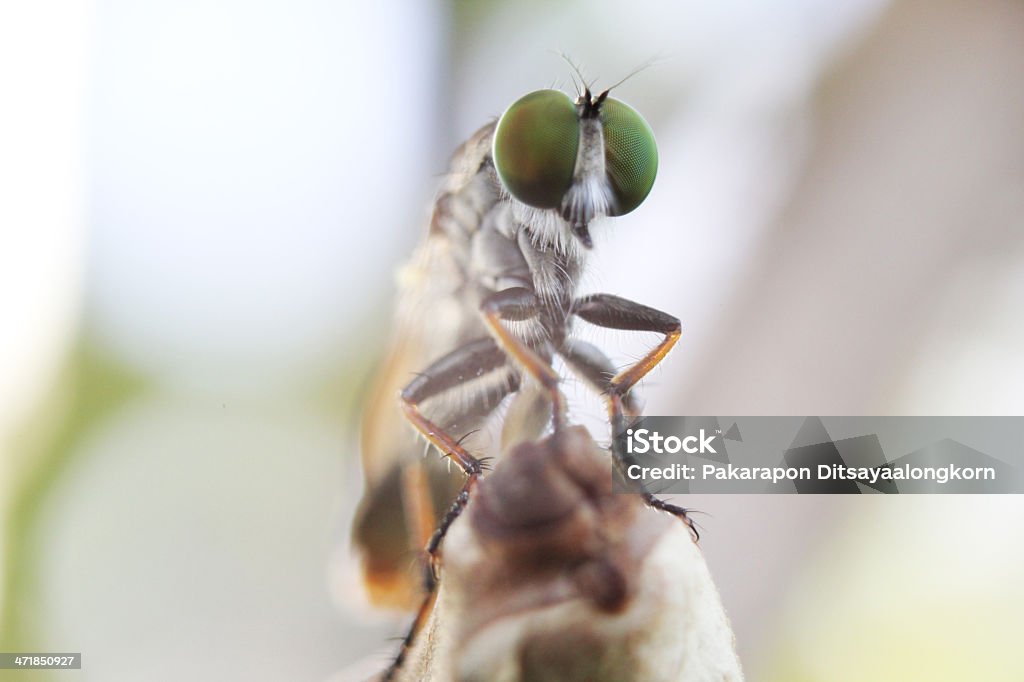 robber fly - Стоковые фото Robber Fly роялти-фри