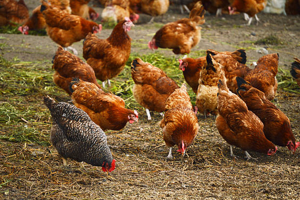 istock Traditional free range poultry farm 471851087