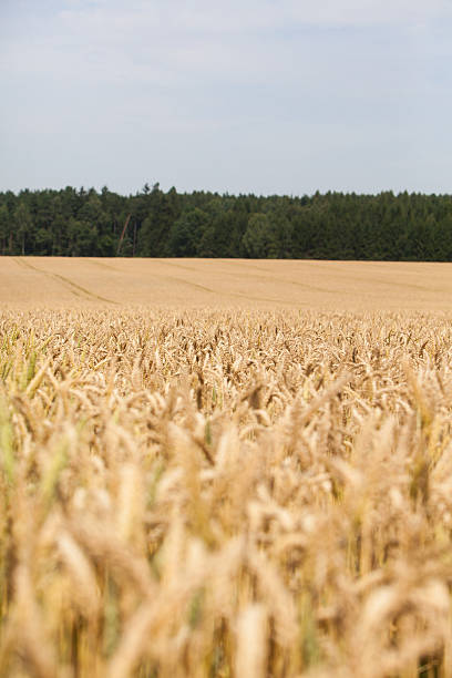 istock Stunning wheat field landscape 471851109