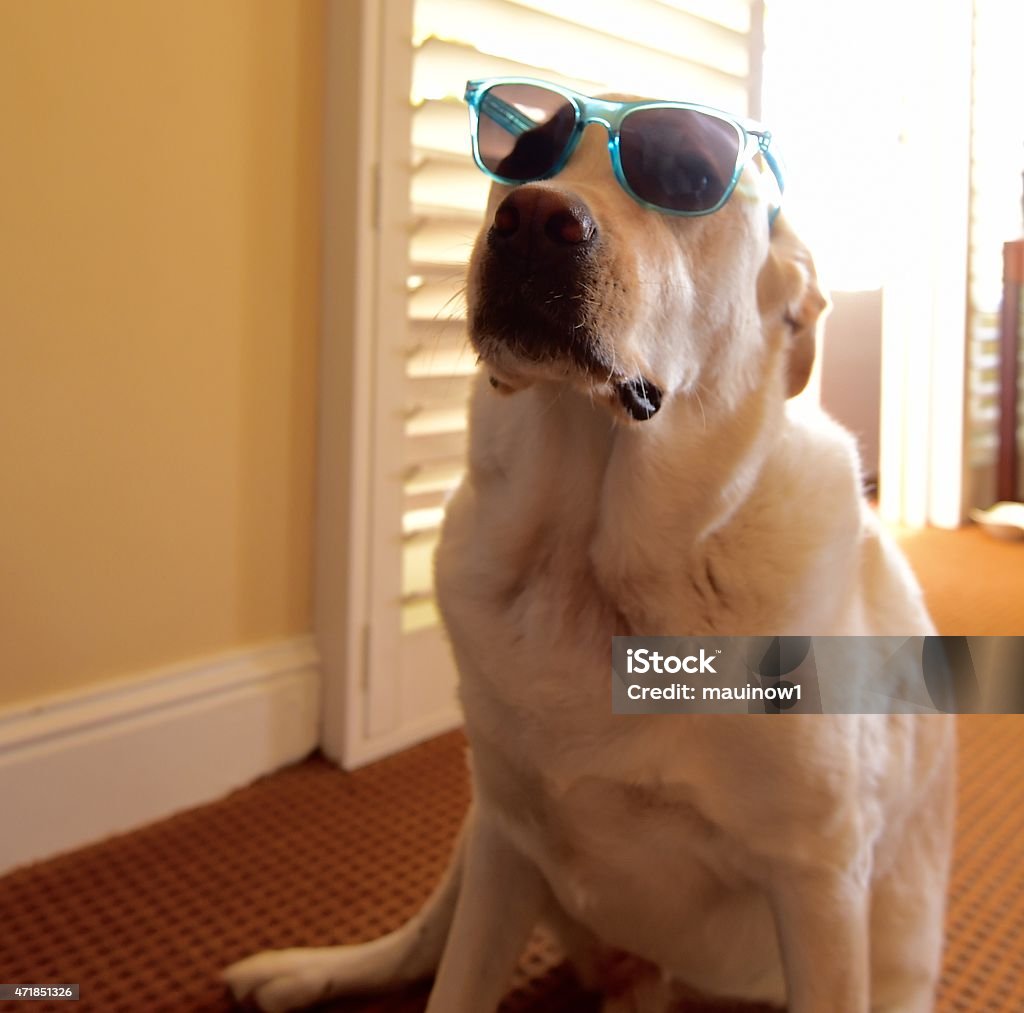 Labrador Retriever a dog wearing sunglasses posing for a portrait Dog Stock Photo