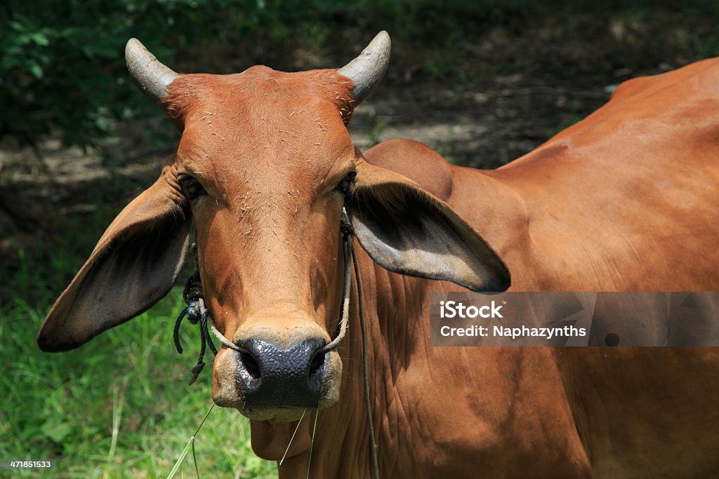 Red bull - Foto de stock de Agricultor royalty-free