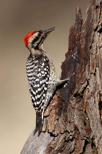 istock Ladder-backed woodpecker, Picoides scalaris 471851565