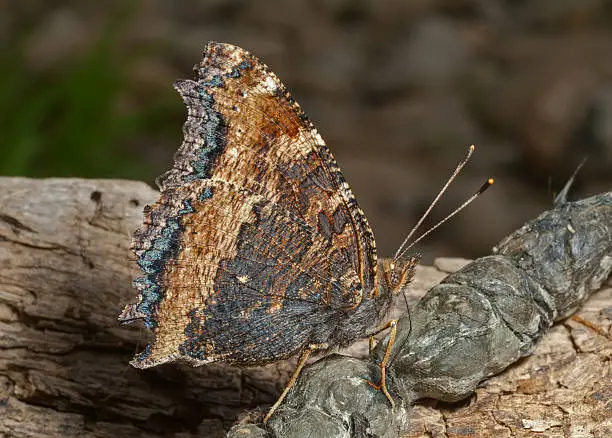 A close up of the butterfly (Polygonia C-aureum). Profile.