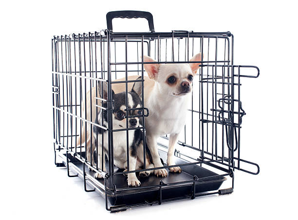 istock chihuahuas in kennel 471851607