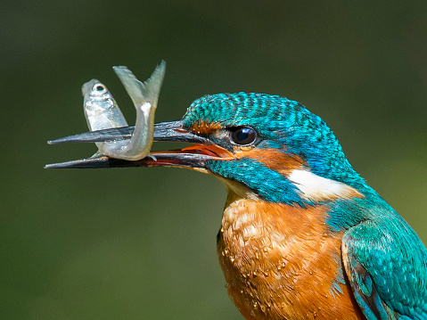 Male Kingfisher with Minnow supper.