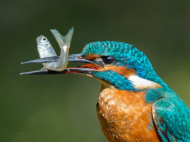 masculino kingfisher com minnow - guarda rios - fotografias e filmes do acervo