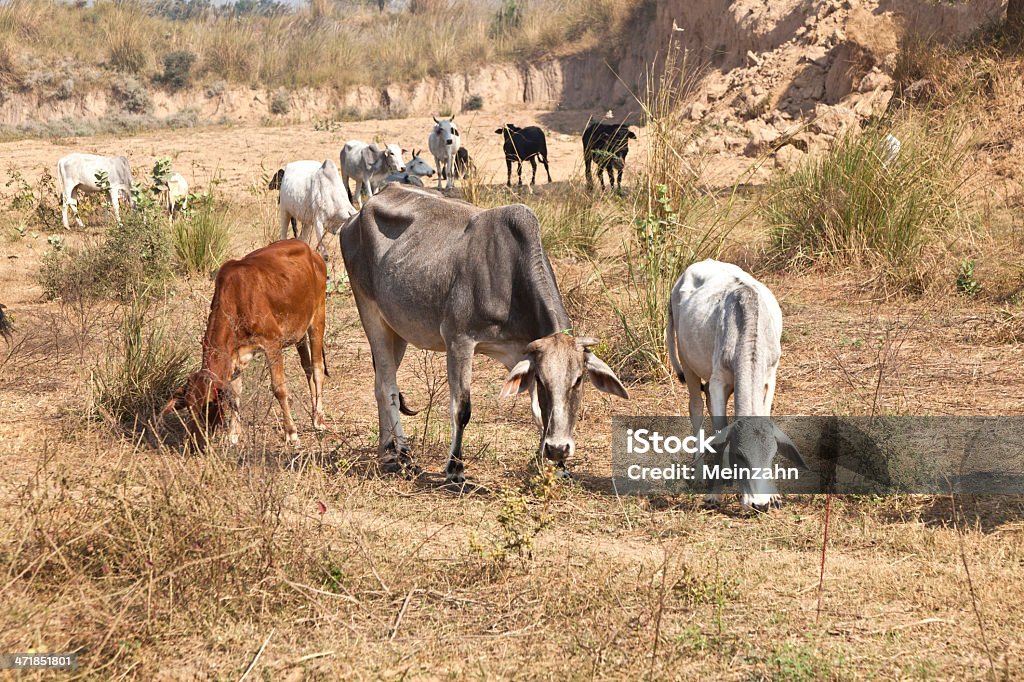 Mãe e filhote de vaca jovem descansando em um campo - Foto de stock de Agricultura royalty-free