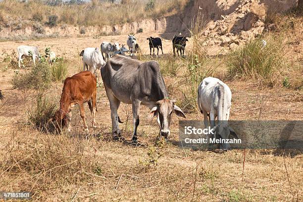 Foto de Mãe E Filhote De Vaca Jovem Descansando Em Um Campo e mais fotos de stock de Agricultura