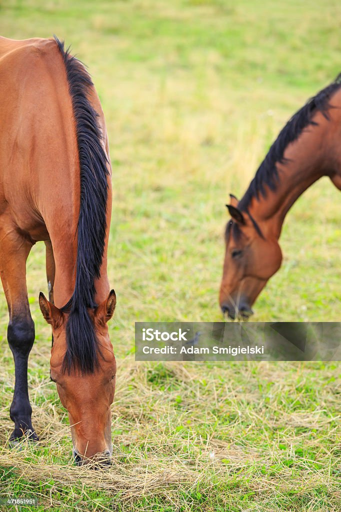 Los caballos - Foto de stock de Agricultura libre de derechos