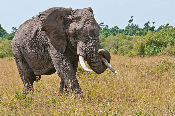 istock african elephant with a twisted trunk in the savannah 471851965