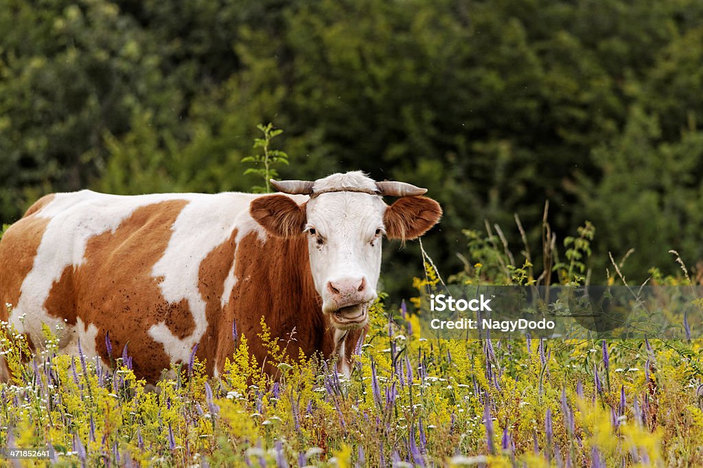 cow - 로열티 프리 가축 스톡 사진