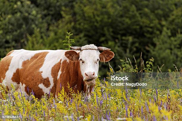 Cow 가축에 대한 스톡 사진 및 기타 이미지 - 가축, 갈색, 검은색