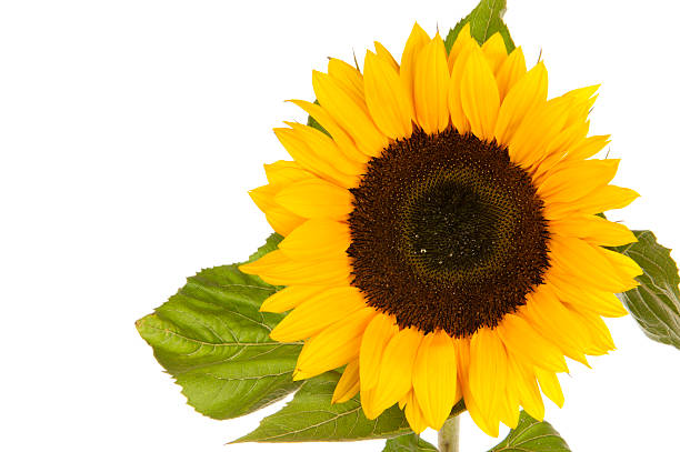 Sunflower isolated in white stock photo