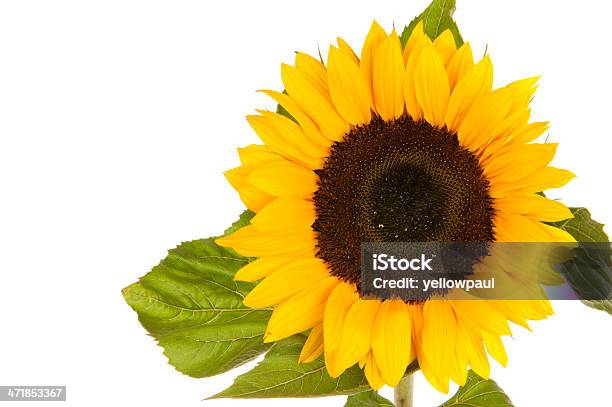 Girassol Isolado Em Branco - Fotografias de stock e mais imagens de Amarelo - Amarelo, Branco, Cabeça de Flor