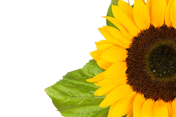 Sunflower, alias Helianthus annuus, sliced halfway isolated in white