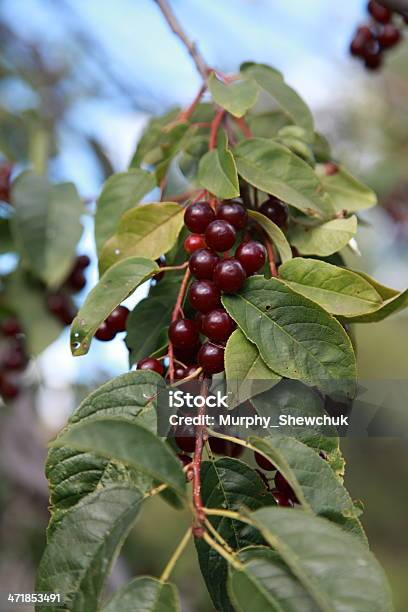 Wild Prunus Virginiana Frutta Su Un Ramo - Fotografie stock e altre immagini di Albero