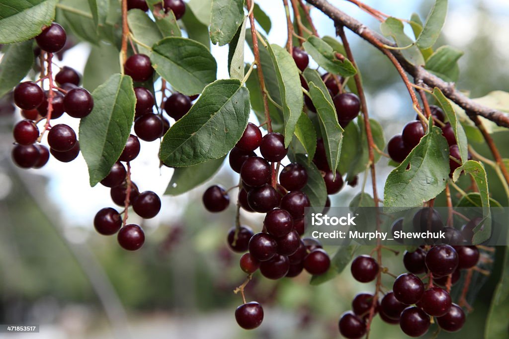 Wild cerezo virginiano (Prunus virginiana) frutas en La branch. - Foto de stock de Cerezo virginiano libre de derechos