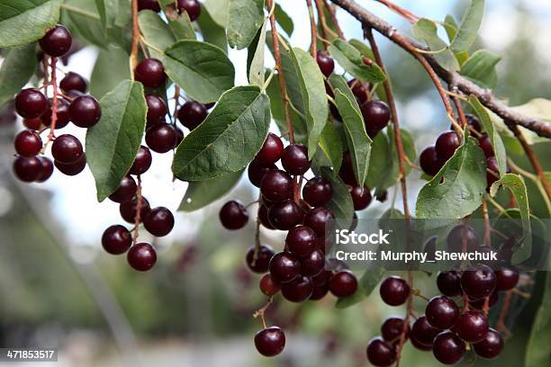 Wild Cerezo Virginiano Frutas En La Branch Foto de stock y más banco de imágenes de Cerezo virginiano