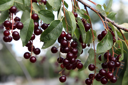 Wild Chokecherry fruit on a branch. Chokecherries were a very important part of the diet of Native Americans. It is the official fruit of the state of North Dakota.