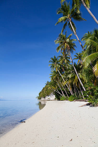 istock Coconut Palm Trees, Beautiful Beach, Smooth Ocean, Raja Ampat, Indonesia 471853521
