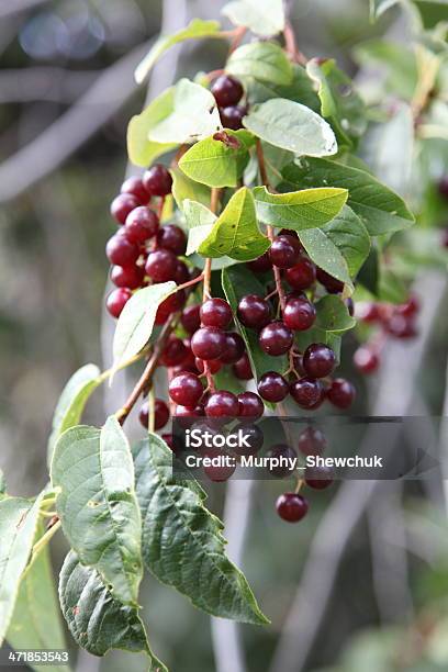 Foto de Cerejeirasilvestre Selvagem Frutas Em Uma Agência e mais fotos de stock de Alimentação Saudável