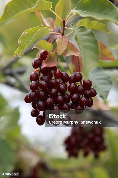 Photo libre de droit de Wild Cerise À Grappes Fruits Sur Une Branche banque d'images et plus d'images libres de droit de Aliment