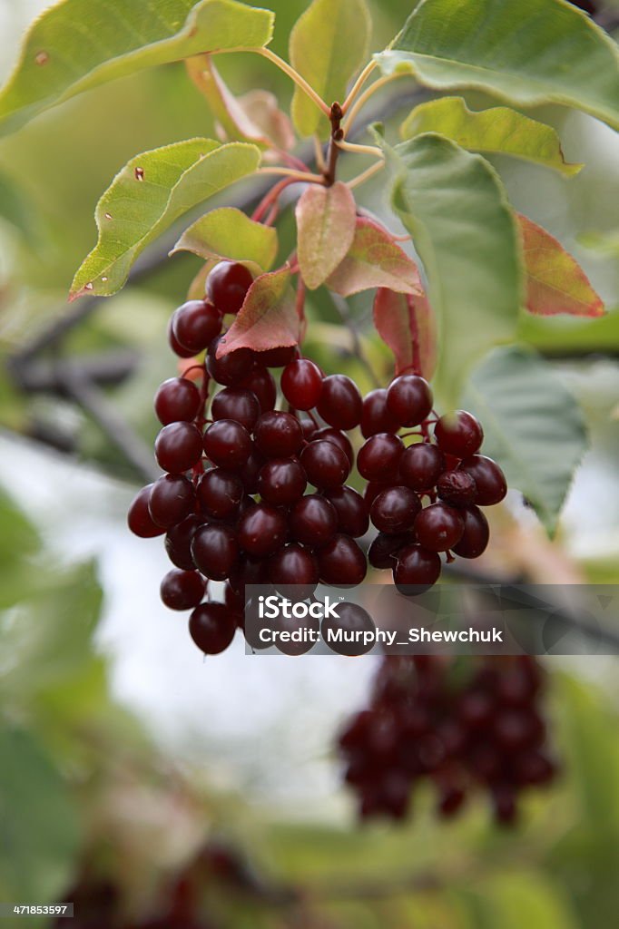 Wild Cerejeira-silvestre (Prunus virginiana) frutas sobre uma ramificação ('branch'). - Royalty-free Alimentação Saudável Foto de stock